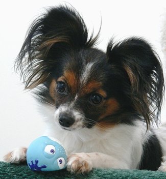 papillon dog do they shed