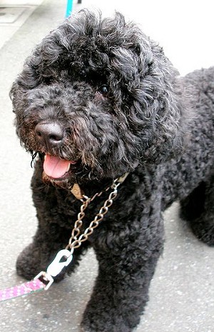 Portuguese Water Dogs What S Good About Em What S Bad
