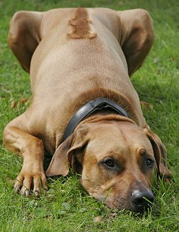 Rhodesian Ridgebacks: What's About 'Em, What's Bad About 'Em