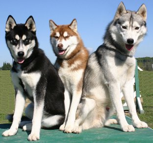 siberian husky as a family dog