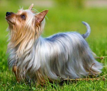 toy silky terrier