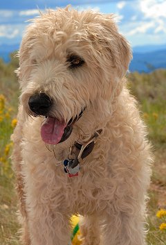 golden wheaten terrier puppies for sale