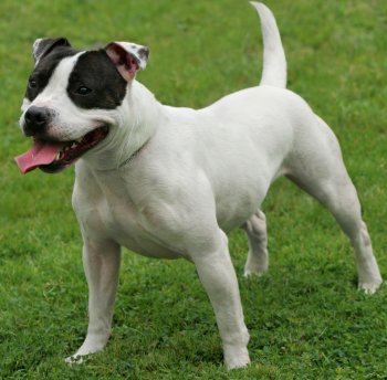 Staffordshire Terriers: Good About What's Bad About 'Em