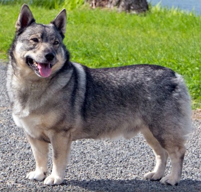 Swedish Vallhunds: What's Good About 'Em, What's Bad About 'Em