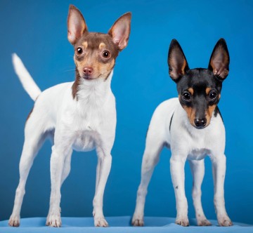 toy fox terrier for adoption near me
