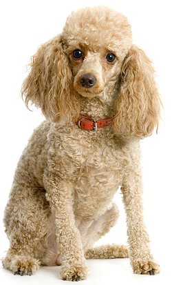 how much is a teacup poodle