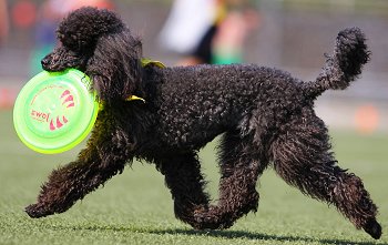 13 Things You Should Know About the Toy Poodle - Your Dog Advisor