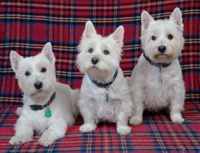 West Highland White Terriers: What's 