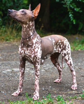 mexican hairless