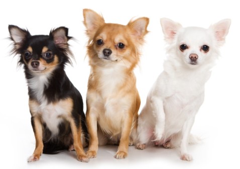 What's Good and Bad About Chihuahua Dogs
