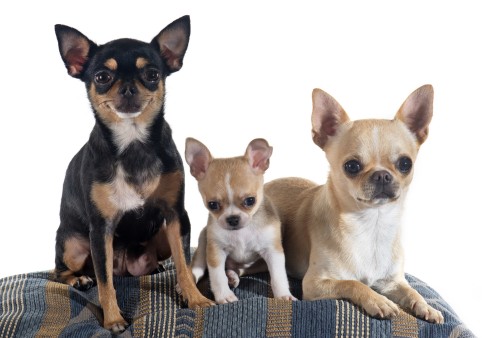 Chihuahuas: What&#39;s Good and Bad About Chihuahua Dogs