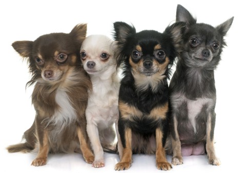 Chihuahuas: What'S Good And Bad About Chihuahua Dogs