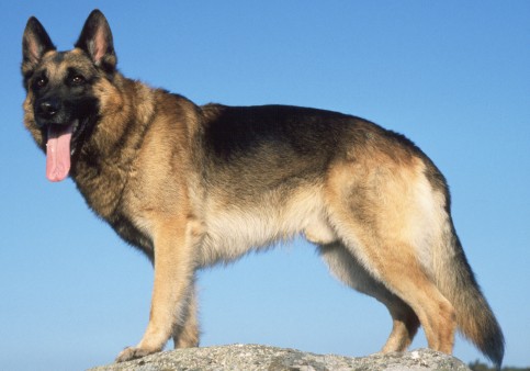 What toys are actually German Shepherd proof? : r/germanshepherds