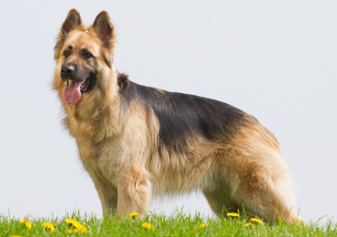golden shepherd dog