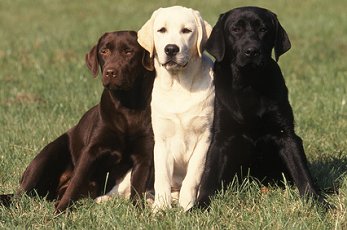 Labrador Retrievers: What's Good About 