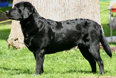 do black labs shed
