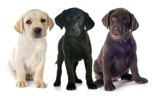 types of labrador dogs
