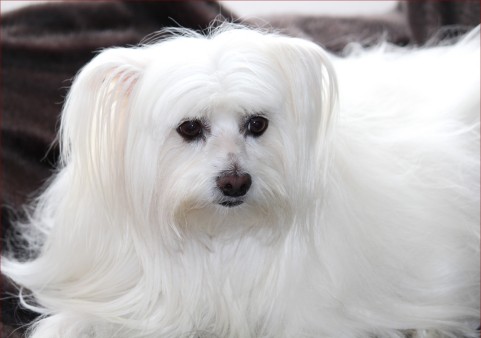 maltese looking dog
