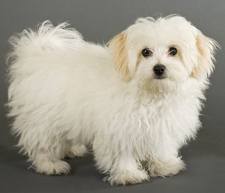 when is a maltese an adult? 2